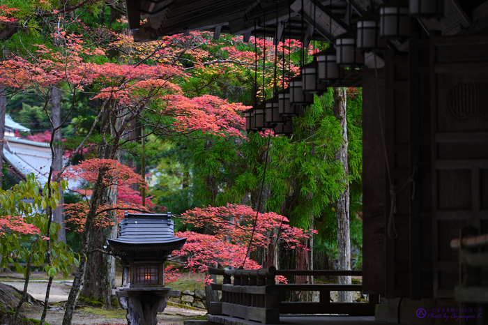 和歌山 高野山・壇上伽藍紅葉巡り 2020 / シグマ SIGMA 105mm 和歌山 高野山・壇上伽藍紅葉巡り 2020 / シグマ SIGMA 105mm